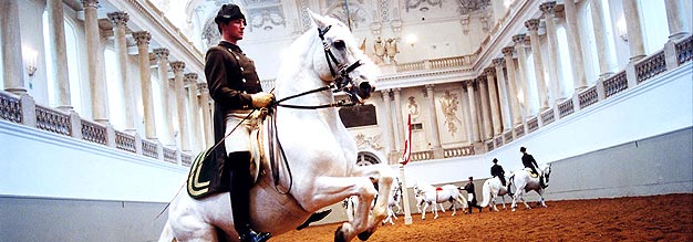 Spanish Riding School Vienna - Lipizzaner Stallions